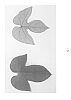 Ipomoea%20indicia%20var.%20acuminata%20%27DAYBREAK%27