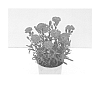 Dianthus%20caryophyllus%20%27KLEDP13155%27