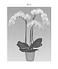 Phalaenopsis%20hybrida%20%27Snow%20Virgin%27