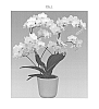 Phalaenopsis%20hybrida%20%27Suri%27