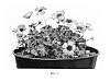 Geranium%20cinereum%20%27Noortnight%27
