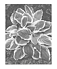 Hosta%20hybrid%20%28Tratt.%29%20%27Royal%20Wedding%27