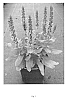 Salvia%20nemerosa%20%27Florsalbro%27