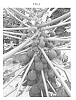 Carica%20papaya%20L.%20%27AURORA%27
