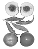 Interspecific%20Prunus%20species%20%27Polar%20Pride%27