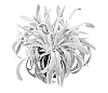 Stachys%20byzantina%20x%20Stachys%20debilis%20%27Bareightyfour%27