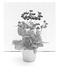 Calceolaria%20hybrida%20%27KLECH13020%27