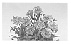 Dianthus%20caryophyllus%20%27KLEDP13122%27