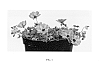 Geranium%20cinereum%20%27Noortlilac%27