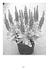 Salvia%20nemerosa%20%27Florsalvioblu%27