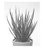 Sansevieria%20Hybrid%20Plant%20Named%20%27SUPSAN1401%27