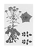 Rosa%20hybrida%20%27ESM%20R136%27