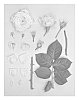 Rosa%20hybrida%20%27KORberonem%27