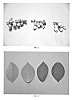 Vaccinium%20corymbosum%20%27DrisBlueTwelve%27
