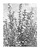 Physocarpus%20opulifolius%20%27SMPOTW%27
