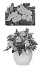 Impatiens%20hawkeri%20%27Kironanete%27
