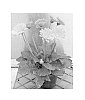 Gerbera%20hybrida%20%27Garhoney%20Imp%27