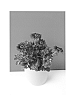 Osteospermum%20ecklonis%20%27Sunost1401%27