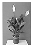Spathiphyllum%20Schott%20%27Spamei%27