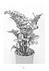 Zamioculcas%20zamiifolia%20%27HANSOTI13%27