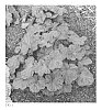 Heuchera%20spp.%20%27Lava%20Lamp%27