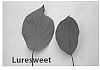 Apple%20tree%20named%20%27Luresweet%27