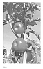 Malus%20domestica%20Borkh.%20%27REGALSTAR%27