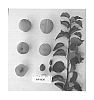 Prunus%20armeniaca%20%27Suaprieleven%27