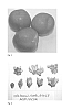 Prunus%20persica%20%28L.%29%20Batsch%20var.%20nucipersica%20%27NECTAFLASH%27