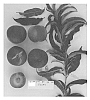 Prunus%20persica%20%27Supechtwentyone%27
