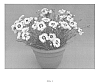Dianthus%20x%20hybrida%20%27WP13%20GIL05%27