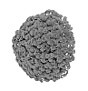 Chrysanthemum%20x%20morifolium%20%27Fimmerred%27