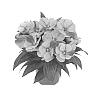 Impatiens%20hawkeri%20%27Duemaglasp%27