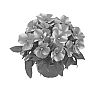 Impatiens%20hawkeri%20%27Duepetbrst%27