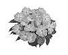 Impatiens%20hawkeri%20%27Duemagwis%27