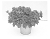 Petunia%20hybrida%20%27KLEPH13235%27