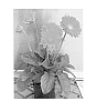 Gerbera%20hybrida%20%27Garglow%20Imp%27