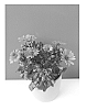 Osteospermum%20ecklonis%20%27Sunost1403%27