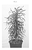 Dracaena%20reflexa%20%27RDLANIVAR%27