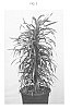 Dracaena%20reflexa%20%27RDLANIVAR%27