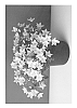 Campanula%20portenschlagiana%20%27Bkpcmpst%27