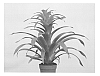Guzmania%20plant%20named%20G9197