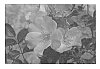 Rosa%20hybrida%20%27cv.%20Radsouththree%27