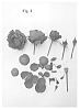 Rosa%20hybrid%20%27Poulren024%27