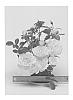 Rosa%20hybrida%20%27WEKmajuchi%27