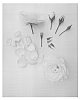 Rosa%20hybrid%20%27Poulcas044%27