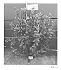 Vaccinium%20corymbosum%20%27OBF0622%27