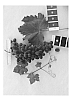 Vitis%20interspecific%20hybrid%20%27IFG%20Twenty%27