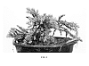 Juniperus%20squamata%20%27Little%20Joanna%27