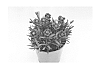 Dianthus%20sp.%20%27KLEDG13160%27